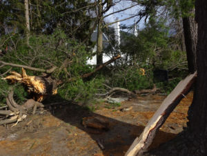 Trees 2 church not damaged