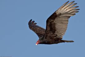 Turkey vulture