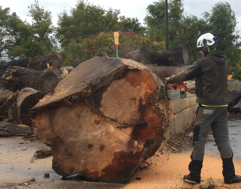 Willows - wood_cutting_at_yard