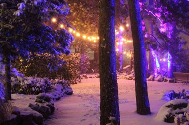 Winter garden trees