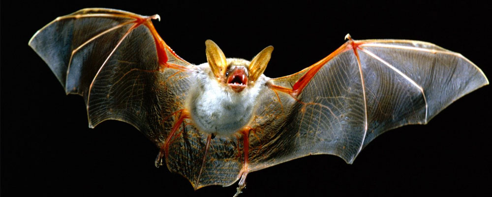 bat - animal