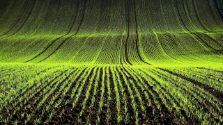 biocapacity - green fields