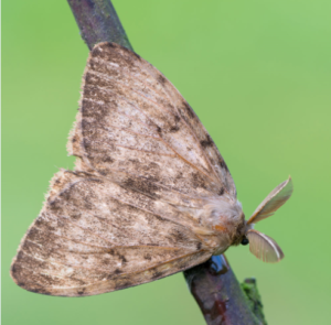 gypsy moth