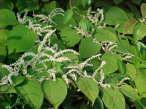 knotweed Japanese