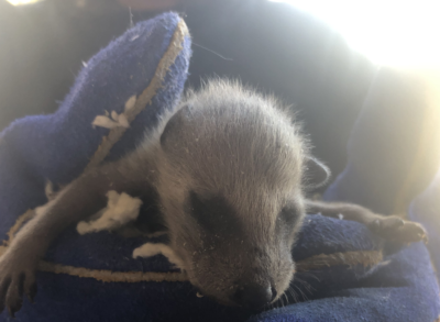 racoon 2