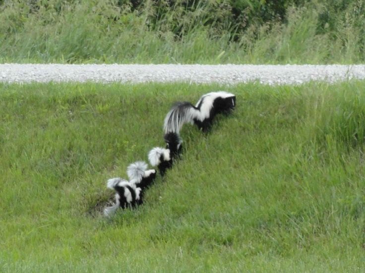 skunks