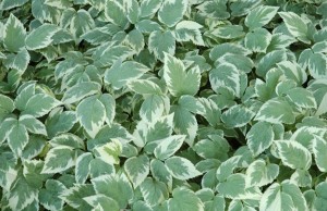 variegated-gout-weed
