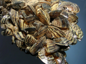 zebra muscles